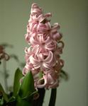   (Hyacinthus orientalis hybrids)