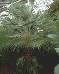       (Trachycarpus fortunei (Chamaerops excelsa))
