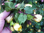   ( ) (Abutilon hybridum)