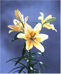   (Lilium hybrids)