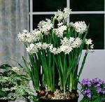    (Narcissus tazetta hybrids)