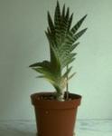   (Aloe variegata)