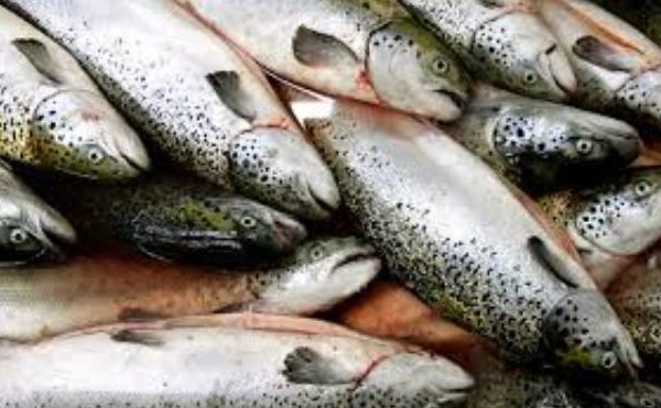 Лосось в собственном соку