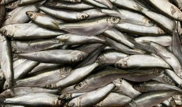 Как выбрать рыбу на рынке