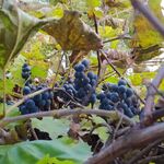 �������� ����