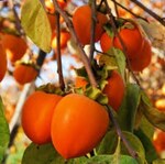 ����� ��� ��������� ��������