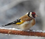 ����� ���� ��� �������