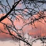 ����� ��� ������ ������ 1956 ����