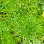 ������ ���������� ������ ����� ��������