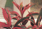   (Cordyline terminalis)