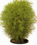   ( ) (Kochia scoparia)