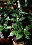   (Coffea arabica)