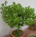   (Laurus nobilis)